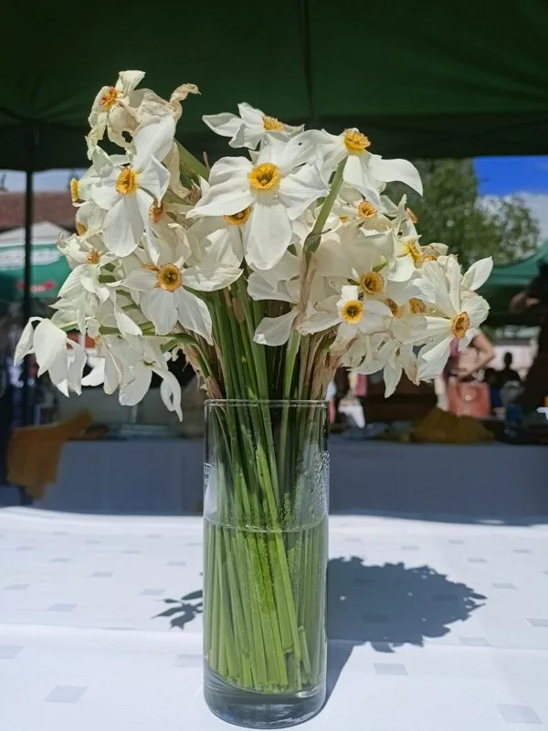 Дани кошуте у Гацку